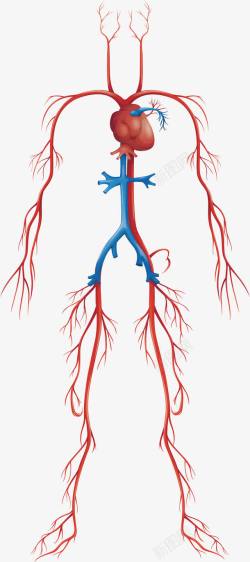 大动静人体血液循环系统高清图片