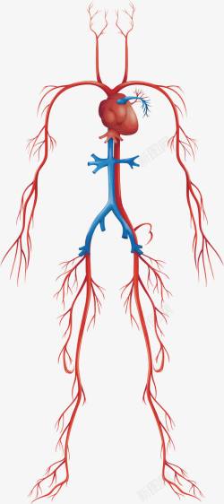 动静脉人体血液循环系统高清图片