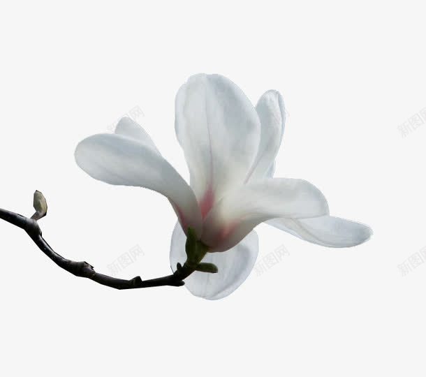 一朵白玉兰png免抠素材_88icon https://88icon.com 植物 白玉兰 白色 鲜花