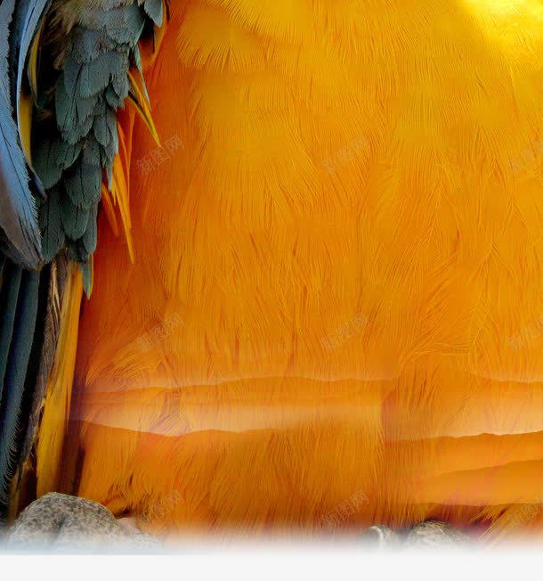 房地产金色羽毛背景png免抠素材_88icon https://88icon.com 别墅 房地产 明亮 背景 金色羽毛