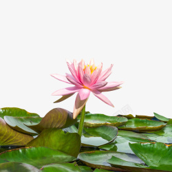 粉红色纯洁的在池塘里的水芙蓉实素材