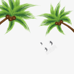 椰子树上挂椰子灰色海鸟素材