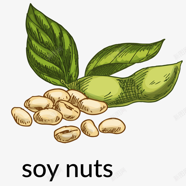 大豆png免抠素材_88icon https://88icon.com 健康 农作物 坚果 大豆 毛豆 矢量大豆免抠PNG 绿叶 豆类