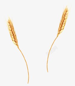 小麦麦穗素材