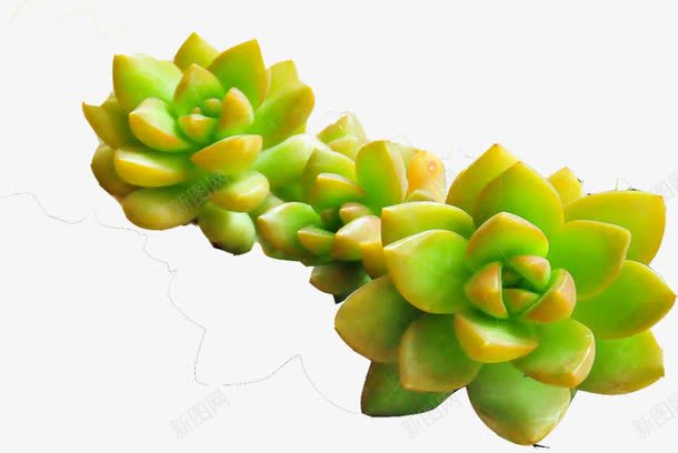 绿色多肉植物清新png免抠素材_88icon https://88icon.com 植物 清新 绿色 设计