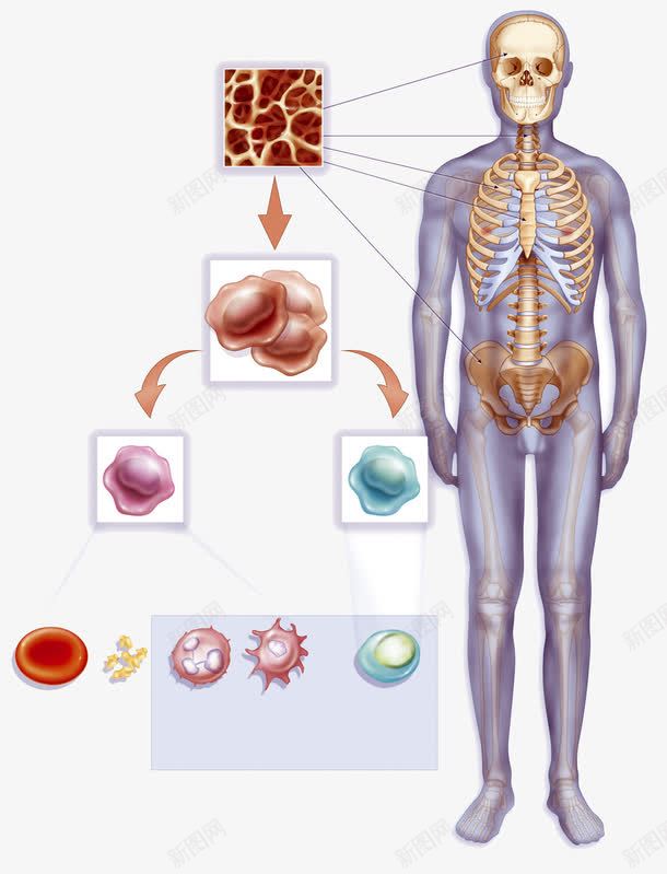 人体细胞生长分裂png免抠素材_88icon https://88icon.com 人体发育 干细胞 科学研究 细胞分裂