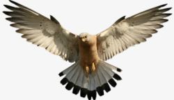野性张开翅膀的老鹰高清图片