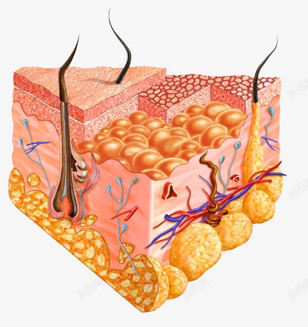 皮肤结构生物学png免抠素材_88icon https://88icon.com 医疗 皮肤病学 皮肤组织图 皮肤结构 皮肤表皮 脂肪细胞 面部皮肤结构