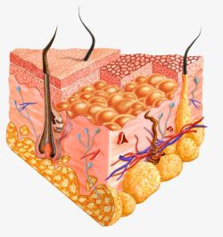 皮肤病皮肤结构生物学高清图片