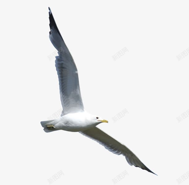 海鸥png免抠素材_88icon https://88icon.com 海面 海鸥图片 翱翔 飞翔的海鸥