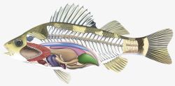 骨骼模型鱼类器官结构高清图片