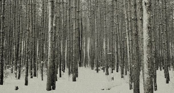 灰色雪地杨树林茂密背景