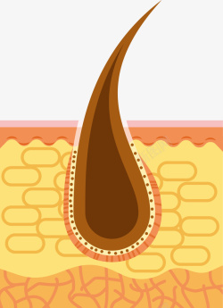 发根PNG发根解剖图矢量图高清图片