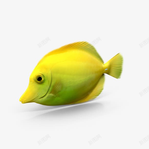 一只黄色的鱼png免抠素材_88icon https://88icon.com 咸水鱼 水族馆 海洋生物 热带鱼 热带鱼的一种 珊瑚礁鱼 自然动物 鱼 黄色的鱼