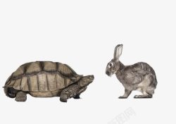 兔子赛跑乌龟和兔子高清图片