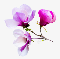 紫色香味分支萌芽的玉兰花瓣实物素材