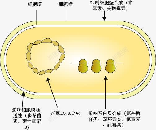 抗生素作用示意图png免抠素材_88icon https://88icon.com 抗生素作用 生物教学 示意图 结构