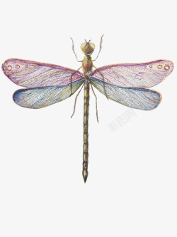 好看美丽美丽的蜻蜓植物标本高清图片
