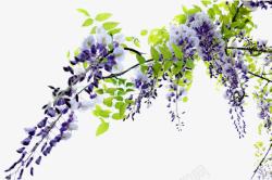 枯木一架美丽的紫藤高清图片