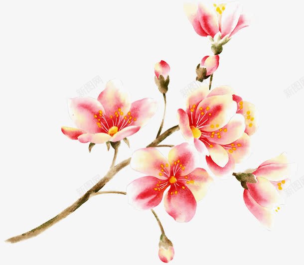 国风手绘木棉花png免抠素材_88icon https://88icon.com 富贵的 手绘的 木棉花 木棉花手绘 木棉花树 漂亮的 粉红色的 装饰花朵