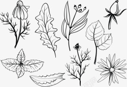 植物黑白装饰画草本植物高清图片