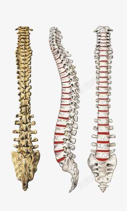 白色骨骼嵴柱手绘脊柱结构图骨髓高清图片