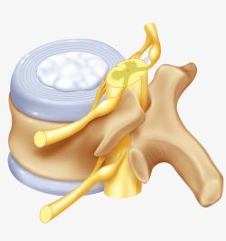 腰椎中枢系统素材