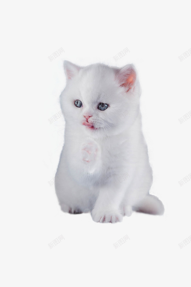 一只白色小奶猫png免抠素材_88icon https://88icon.com ppt猫 养猫 小奶猫 猫 猫咪 白猫