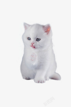 一只白色小奶猫素材