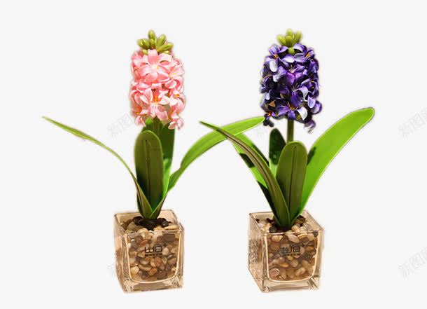 田园风信子蝴蝶兰红掌花艺套装png免抠素材_88icon https://88icon.com wo仿真花假花 产品实物 清新绿植盆栽装饰 田园风信子蝴蝶兰红掌花艺套装