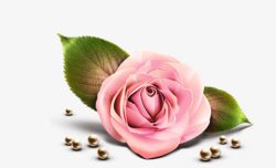 盛开的粉红色玫瑰花花朵素材