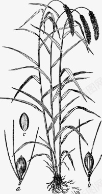 稻穗手绘谷物麦穗矢量图图标图标