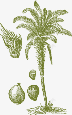 棕榈品种高大卡通棕榈树矢量图高清图片