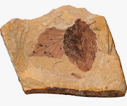 植物化石植物化石高清图片