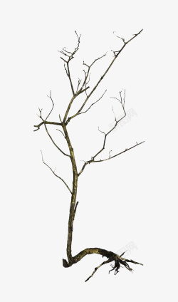 黑色干枯的树枝根根素材