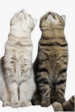两只抬头望天的猫素材