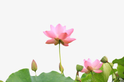粉红色花苞粉红色纯洁的盛开的水芙蓉和荷叶高清图片