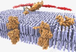 抗体蛋白质结构素材