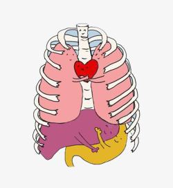 肺部肾脏爱心卡通画素材