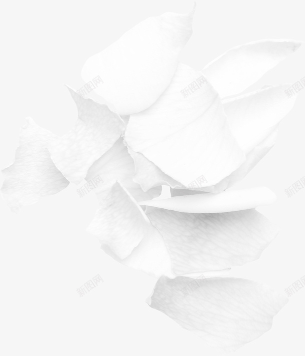 玫瑰花瓣png免抠素材_88icon https://88icon.com 一片花瓣免费下载 玫瑰 玫瑰花瓣 白色花瓣 花瓣