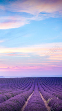 紫色薰衣草天空H5背景背景