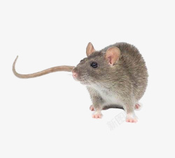 毛绒动物元素动物小老鼠高清图片