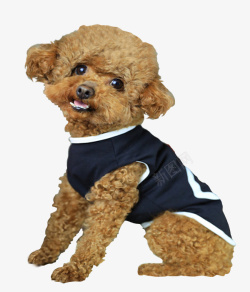 穿衣服的狗泰迪宠物狗棕色毛的狗左立的狗高清图片