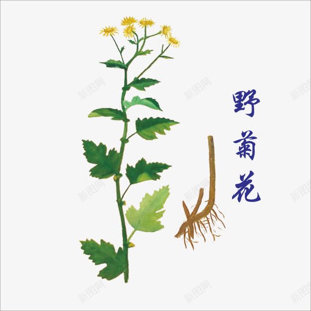 野菊花png免抠素材_88icon https://88icon.com 中药 本草纲目 草药 药材