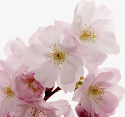 樱花粉红樱花花朵花枝装饰素材