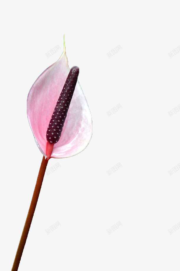 红掌png免抠素材_88icon https://88icon.com 植物 粉色 花卉 装饰素材