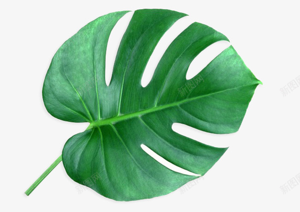 植物叶片png免抠素材_88icon https://88icon.com 叶片 树叶图片 植物叶片 绿色植物图片