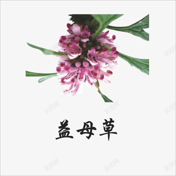 益母草png免抠素材_88icon https://88icon.com 中药 本草纲目 草药 药材