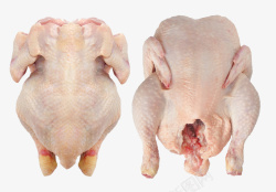 蛋白质新鲜土鸡高清图片