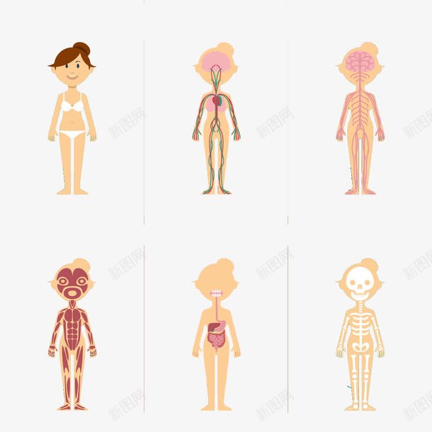 女人身体结构png免抠素材_88icon https://88icon.com 内脏 内脏图 卡通图片 肌肉 血管 血管图案 骨头